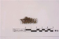 藏品(叢苔科)的圖片